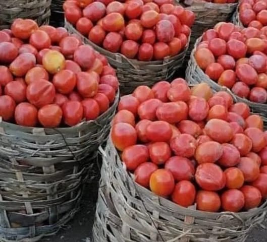 Farmers Basket of UTC Tomatoes