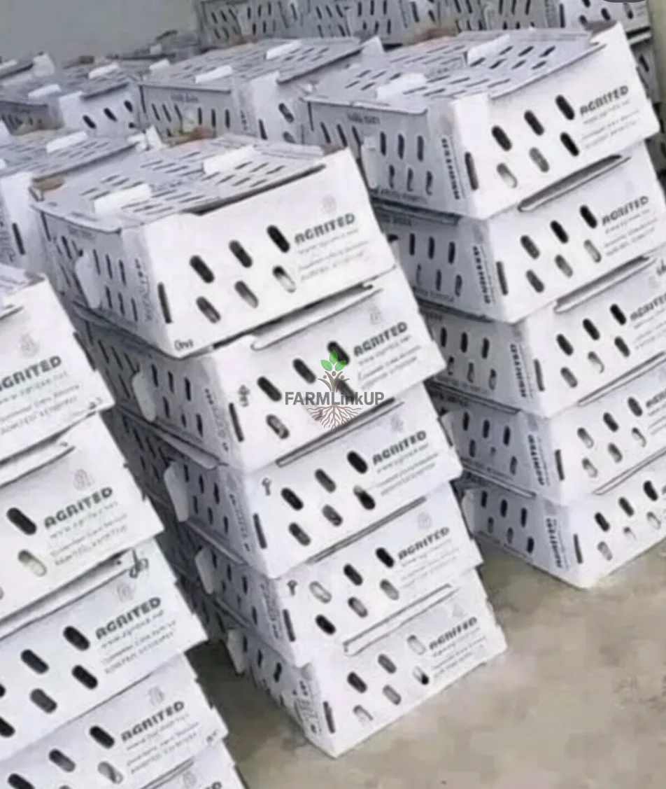 AGRITED BROILERS , COCKEREL