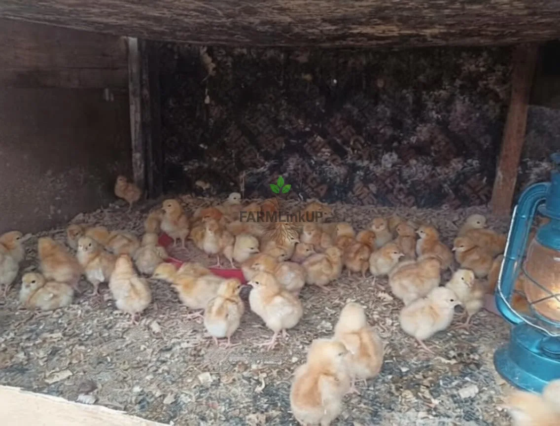 QUALITY OLD LAYERS (CHICKS)