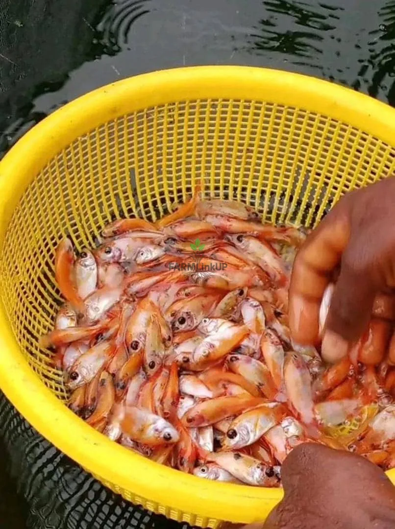 Tilapia fish seed (GIFT)