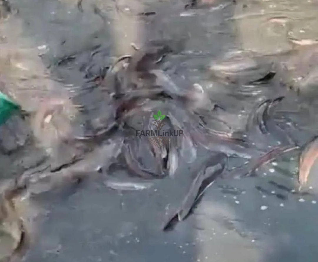 Extra Big Catfish Size 