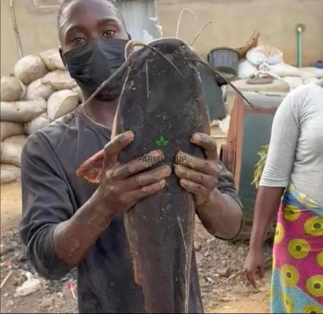 Extra Big Catfish Size 