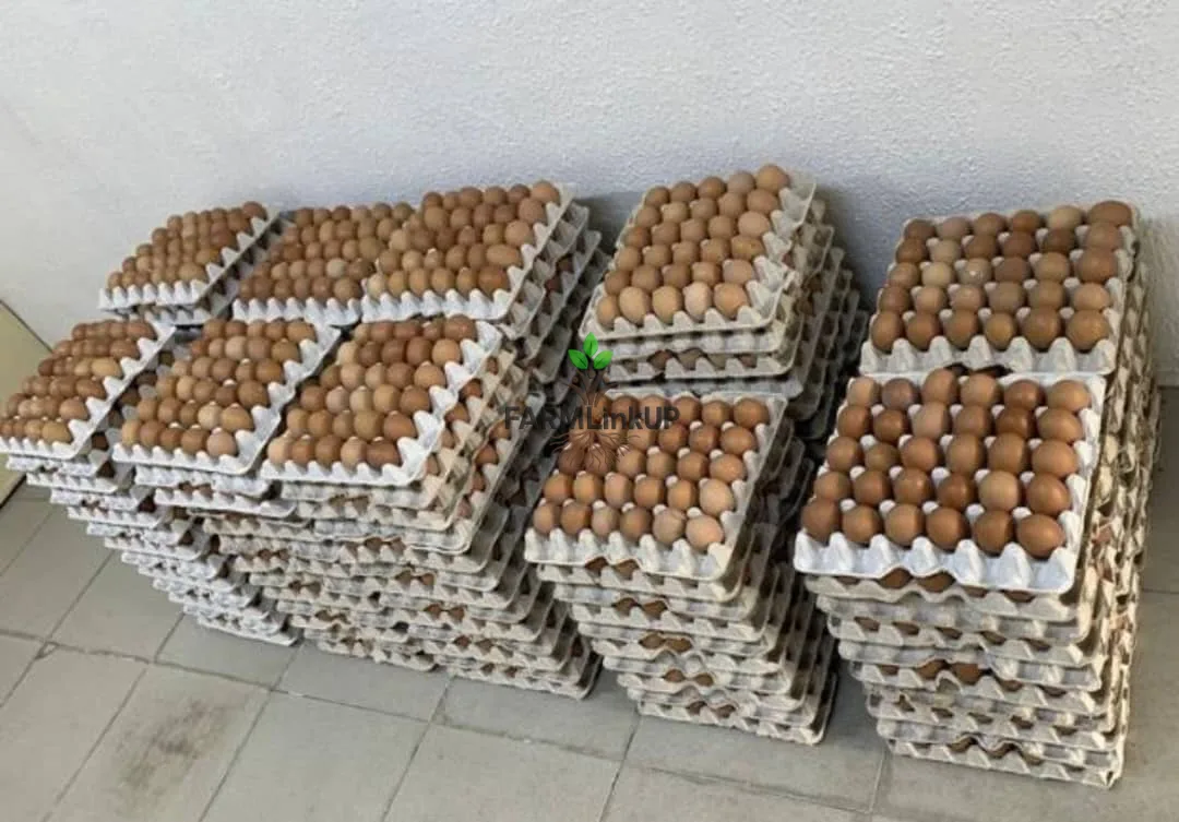 Fresh farm eggs 