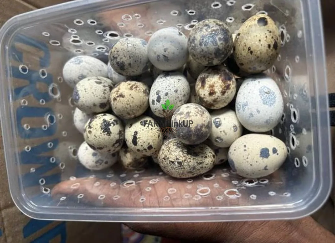 Quail Eggs 