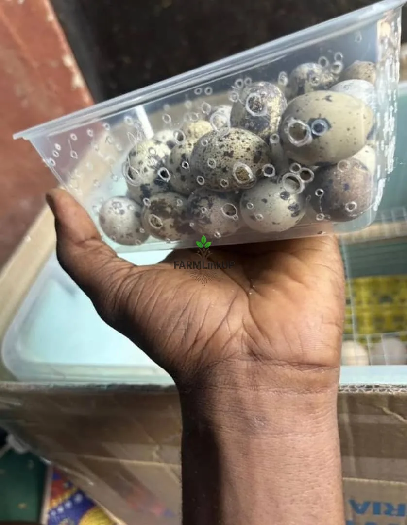 Quail Eggs 