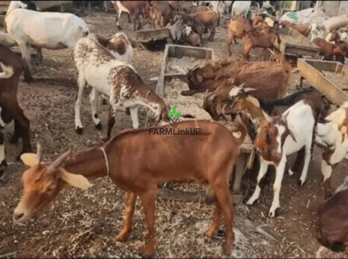 Affordable Goats 
