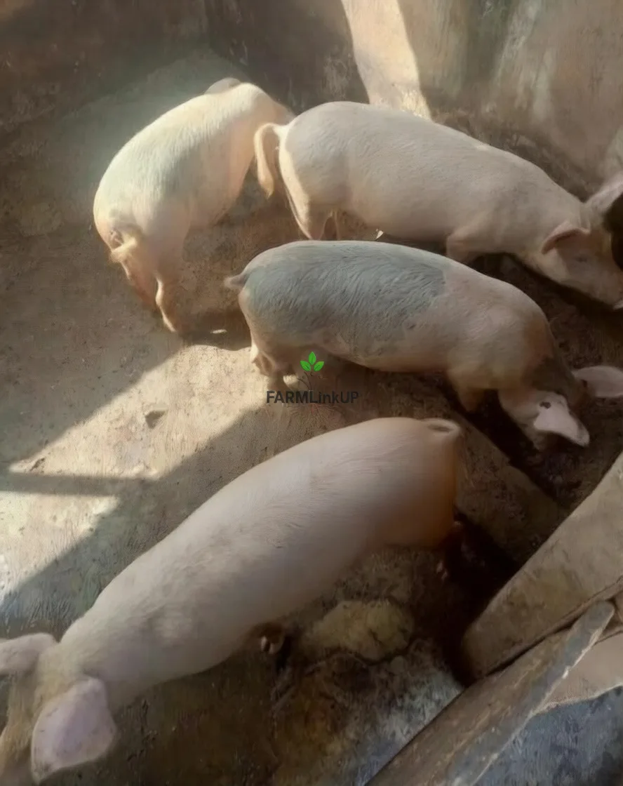 Pigs Available for sale 