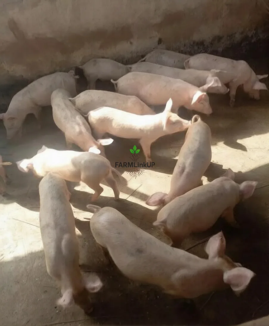 Pigs Available for sale 