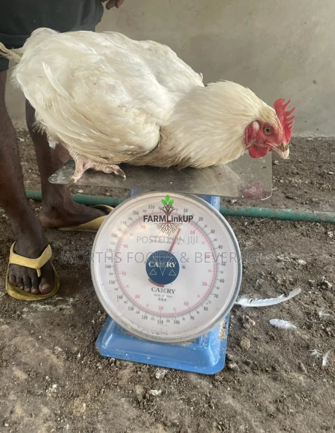 Worths foods & Beverage Ltd