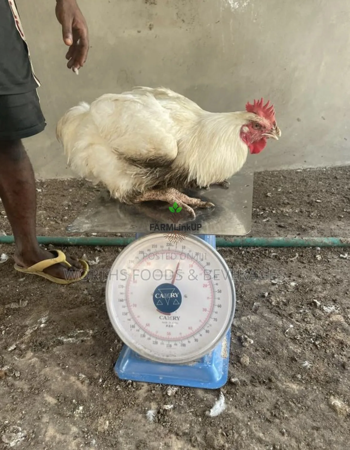 Worths foods & Beverage Ltd