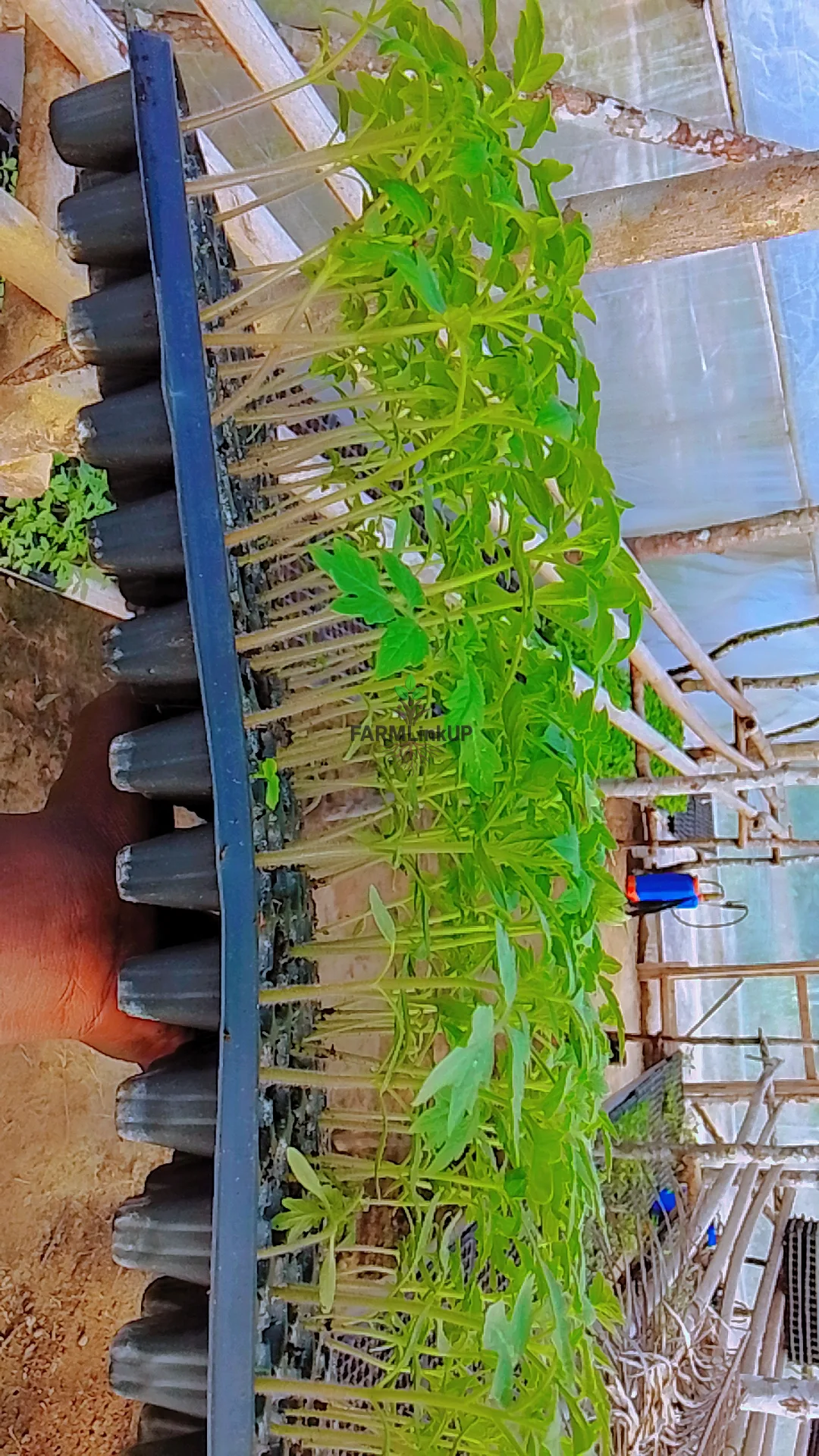 Tomato money maker F1 seedlings 