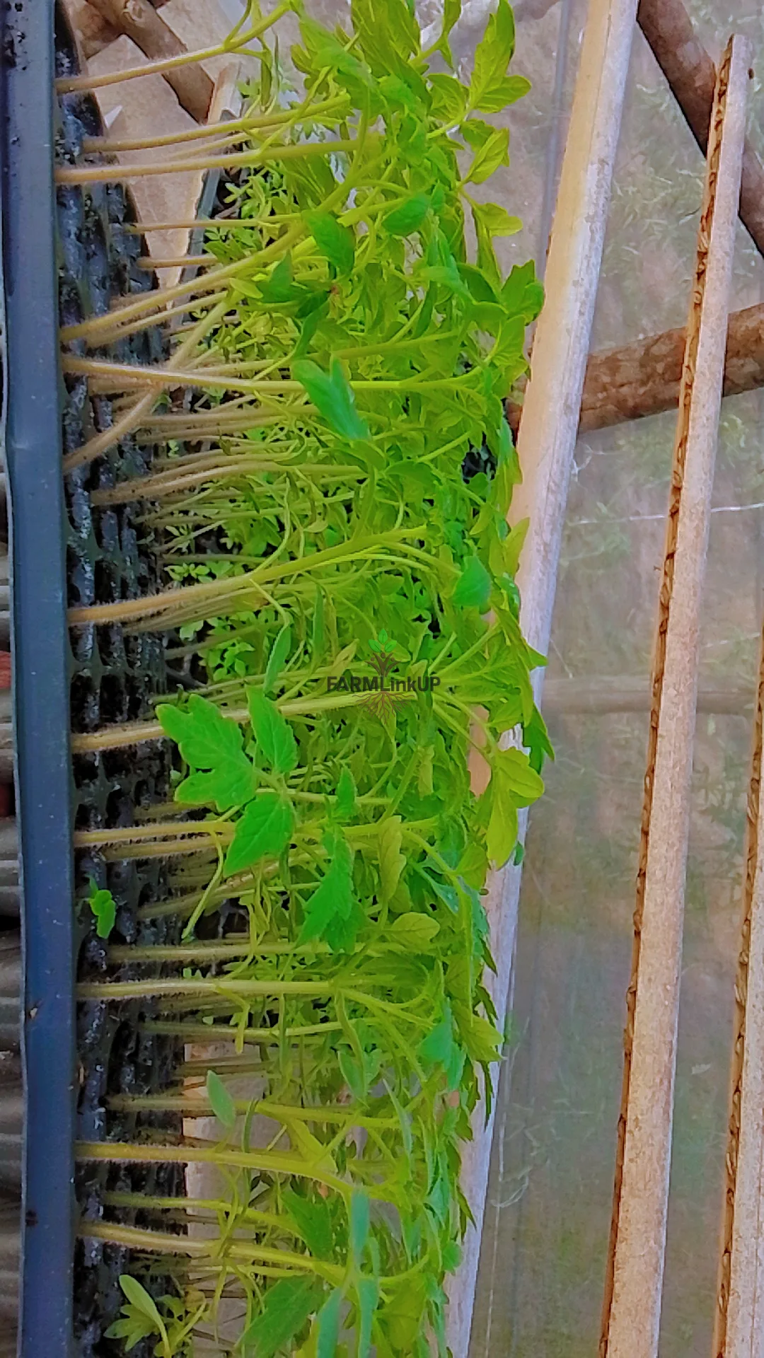 Tomato money maker F1 seedlings 