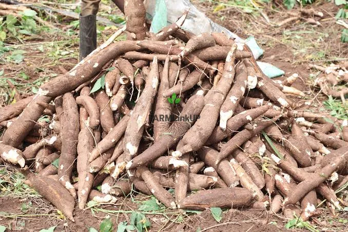 🌿 Fresh Cassava from Our Farm 🌿 Looking for quality cassava you can trust? Our farm produces well-grown, mature cassava that is perfect for garri, fuf