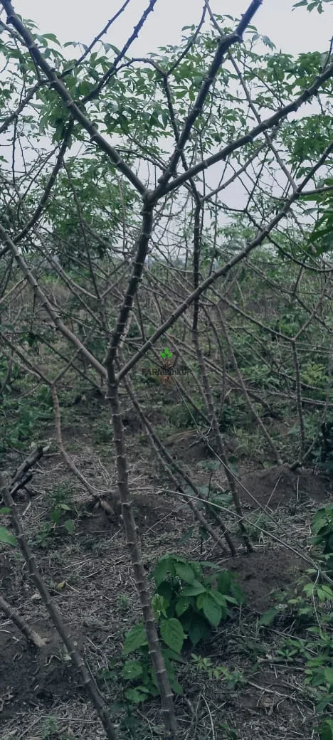🌿 Fresh Cassava from Our Farm 🌿 Looking for quality cassava you can trust? Our farm produces well-grown, mature cassava that is perfect for garri, fuf