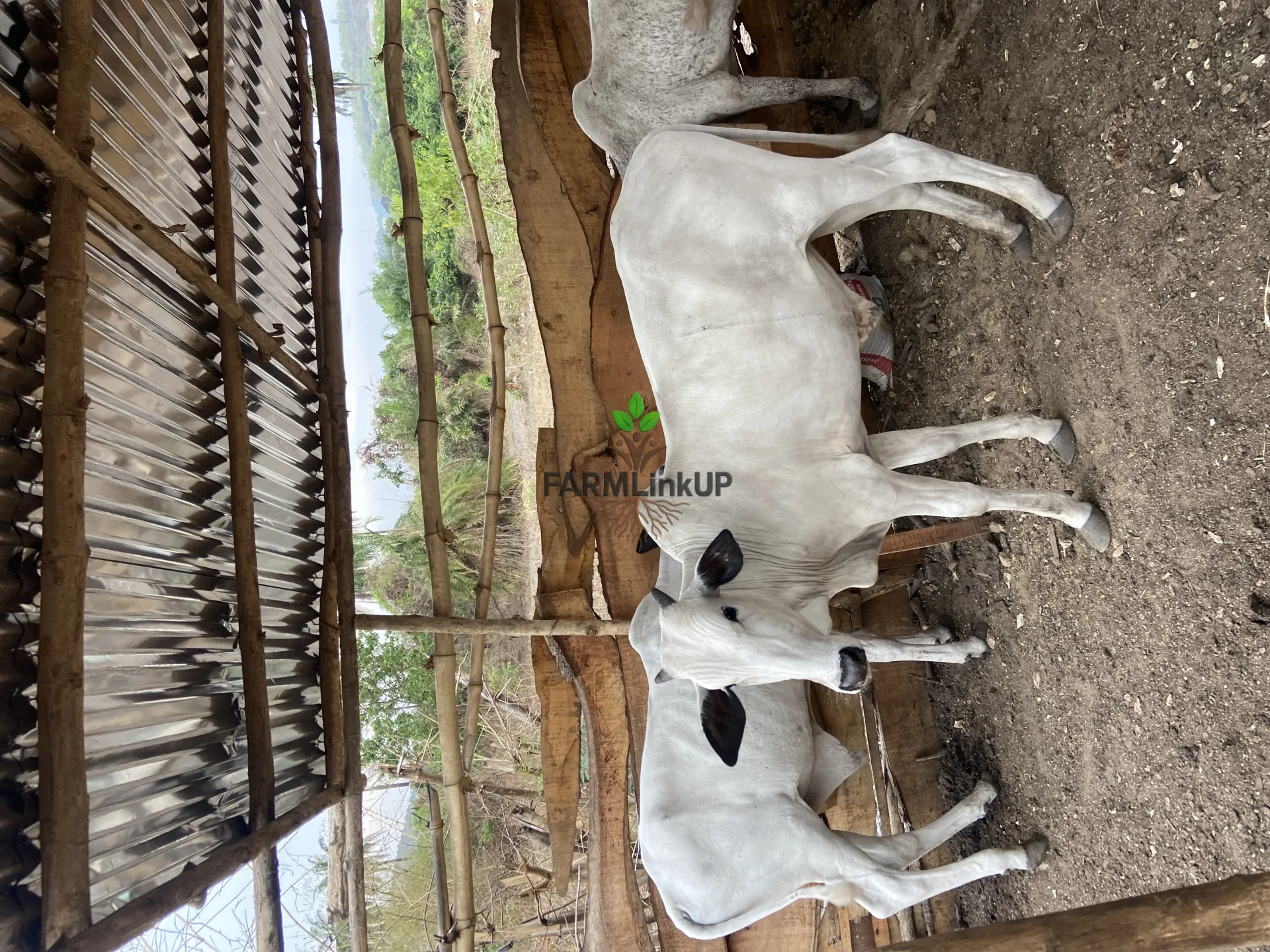 2 years cow 