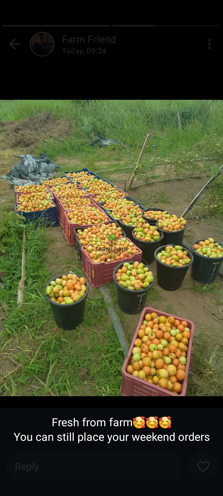 Basket of tomatoes for sale