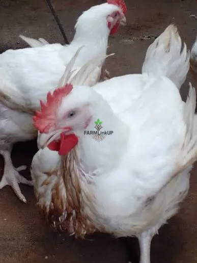 6 to 12 week broiler 