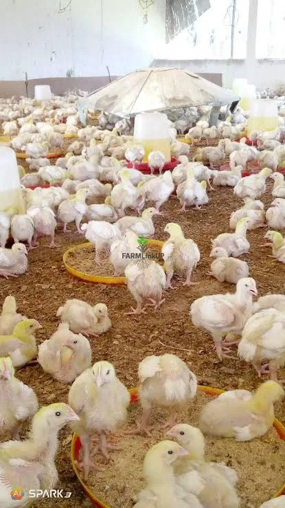2 weeks broiler 