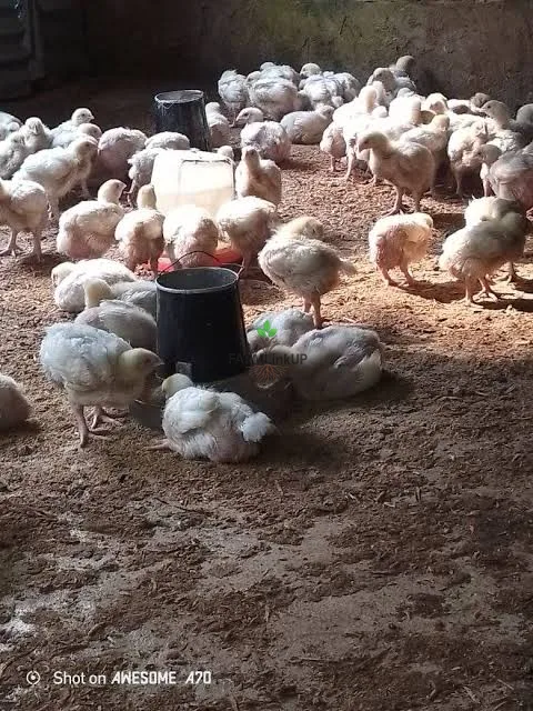 2 weeks broiler 
