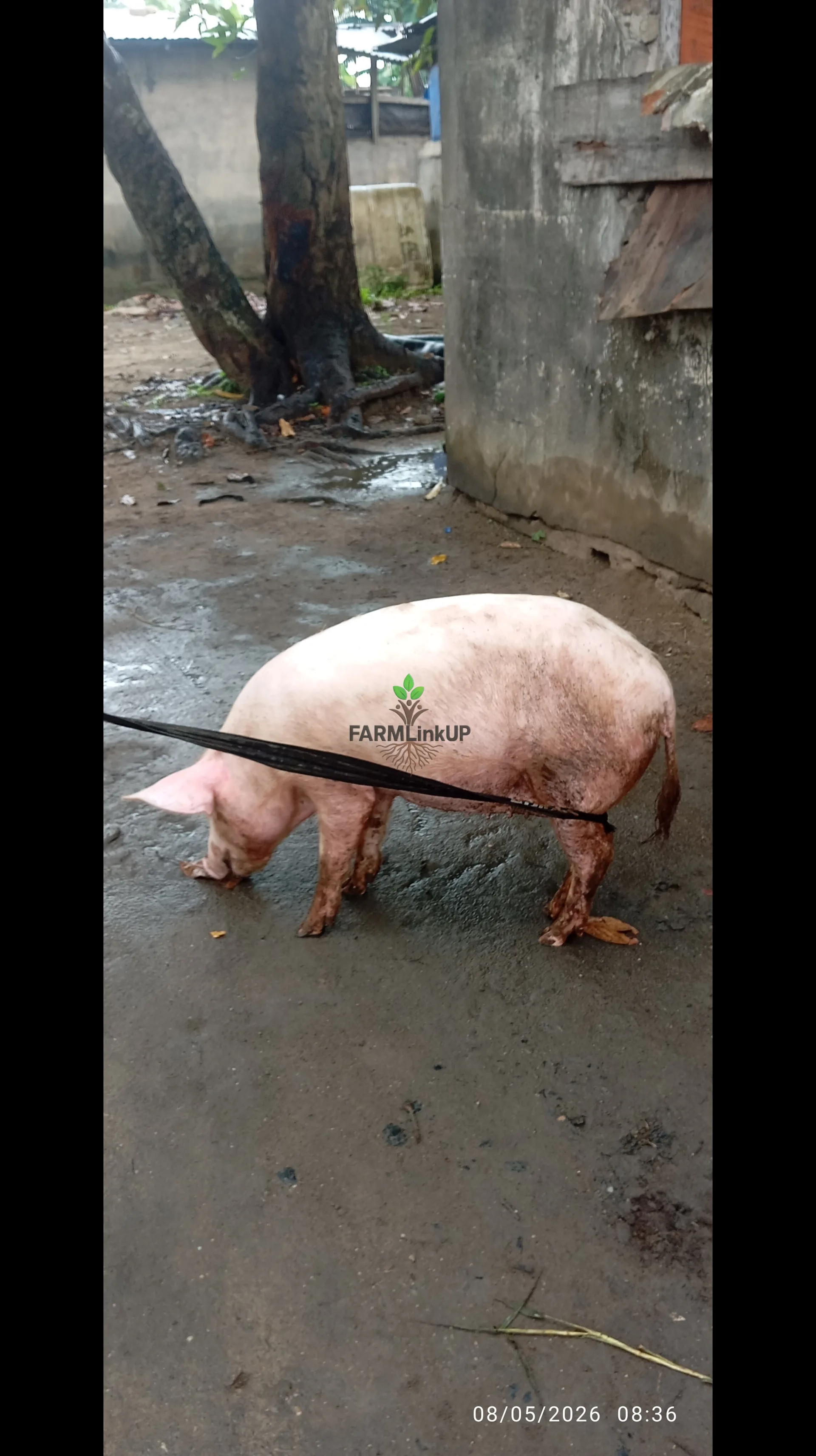 Matured Female Large white pigs