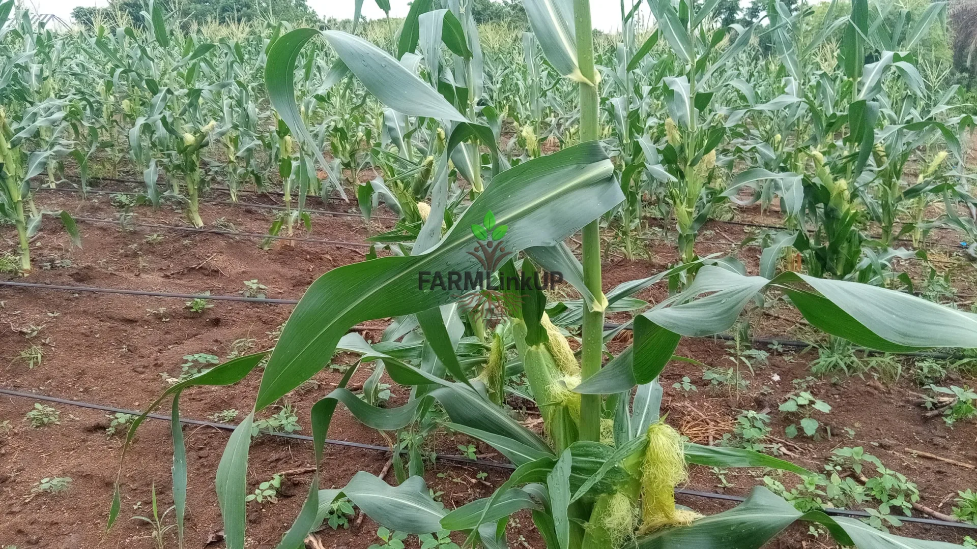 Sweet Corn 
