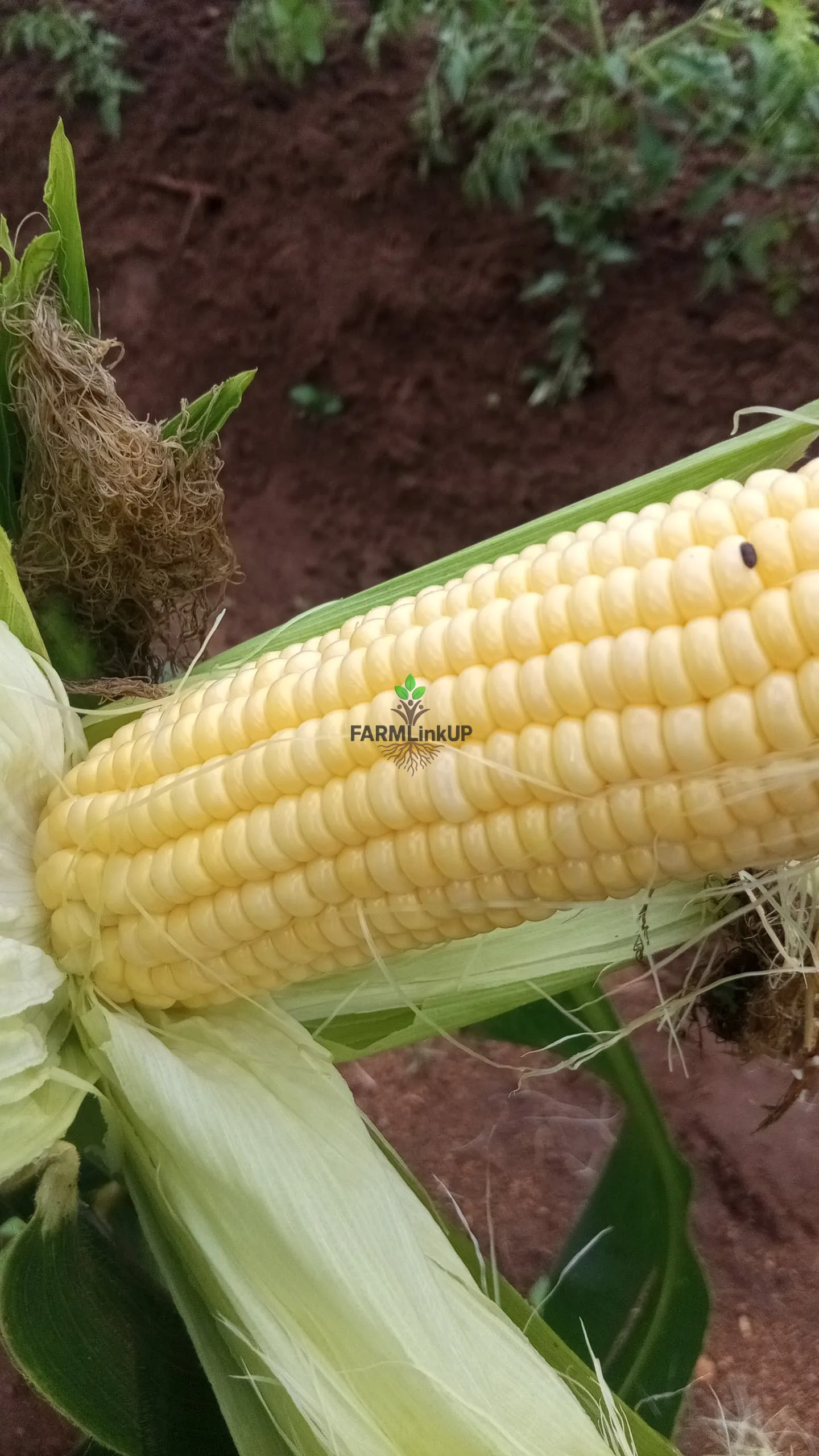 Sweet Corn 