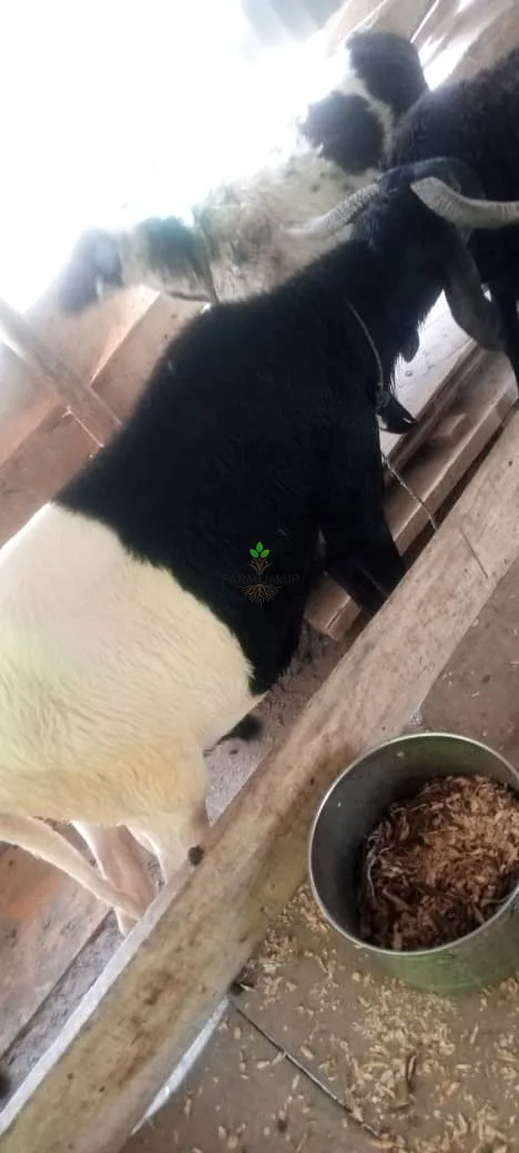 Big ram 