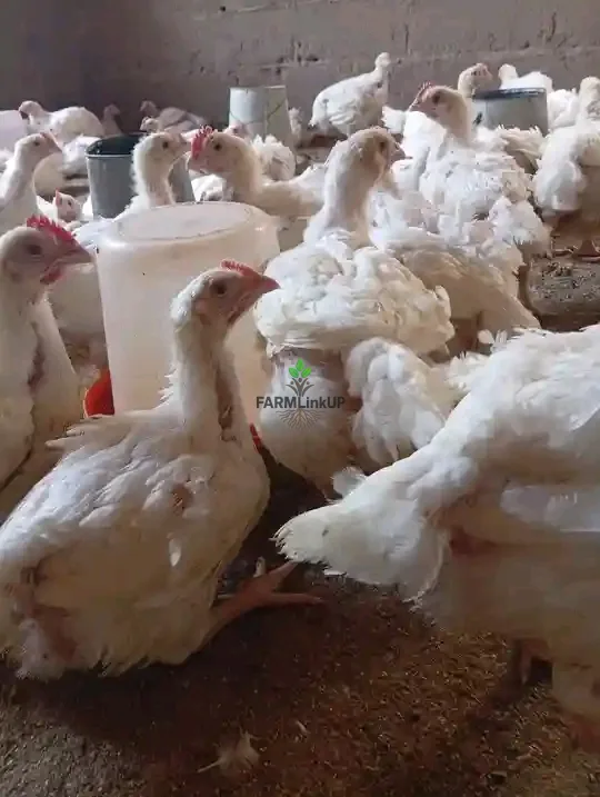 6 to 8 week matured broilers 