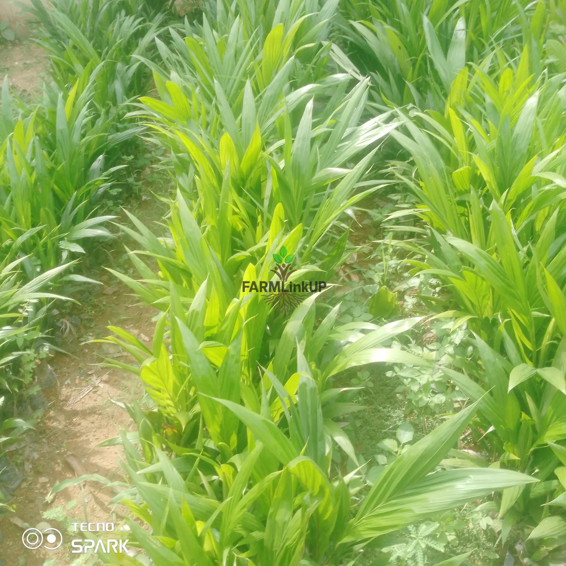 Hybrid Malaysia palm oil seedlings 