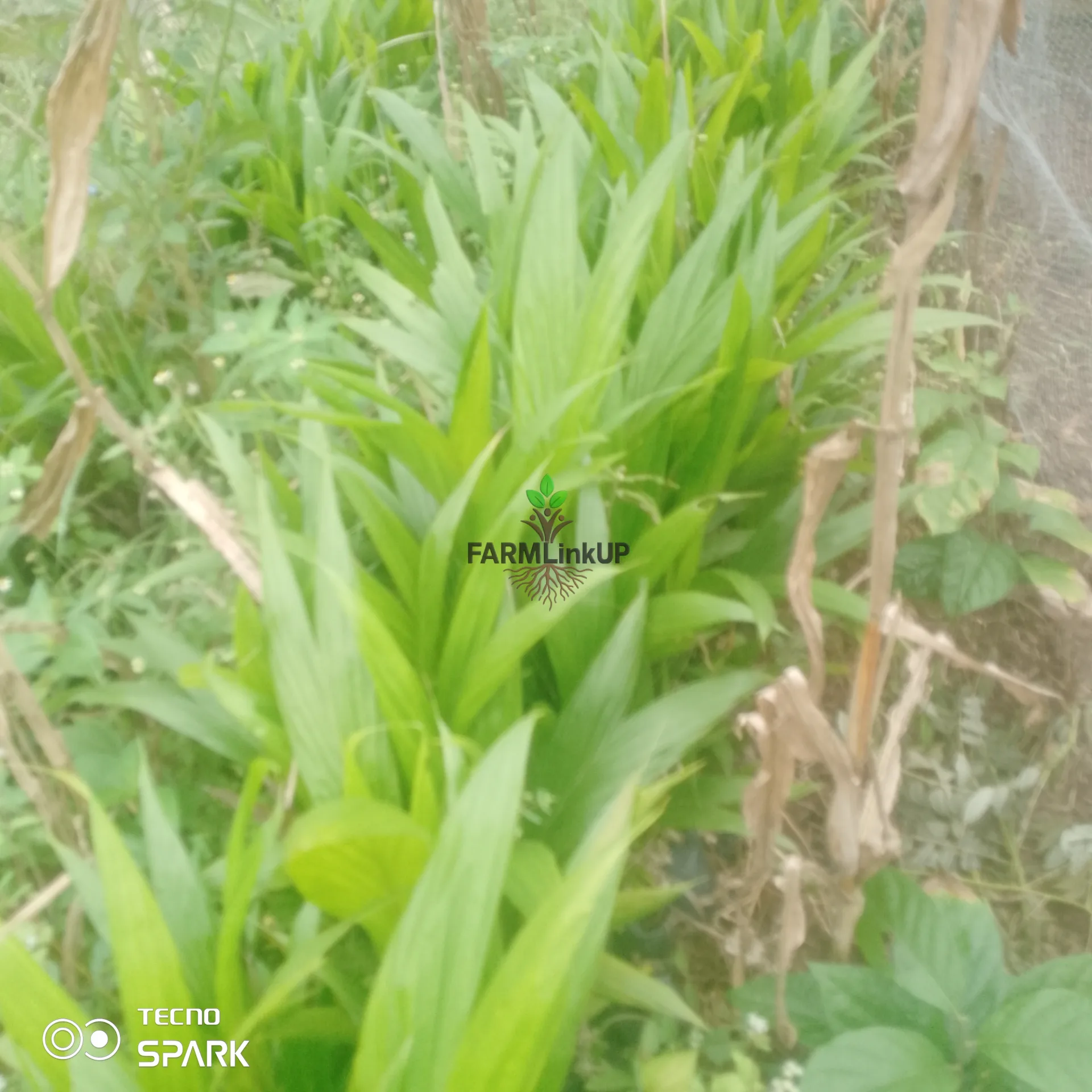 Hybrid Malaysia palm oil seedlings 