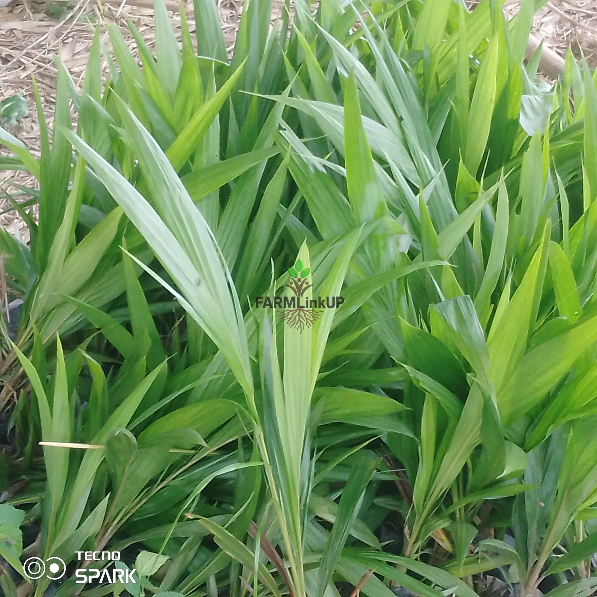 Hybrid Malaysia palm oil seedlings 