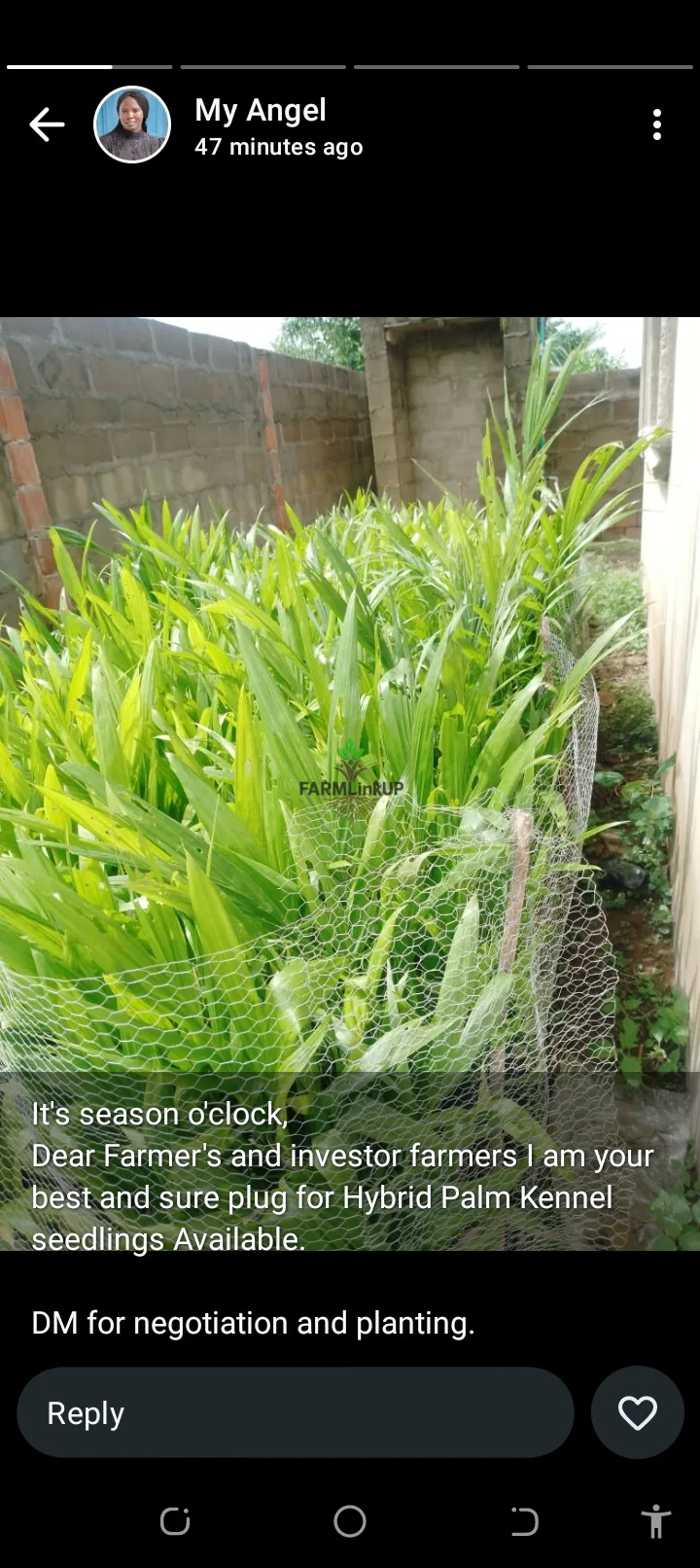 Hybrid Malaysia palm oil seedlings 