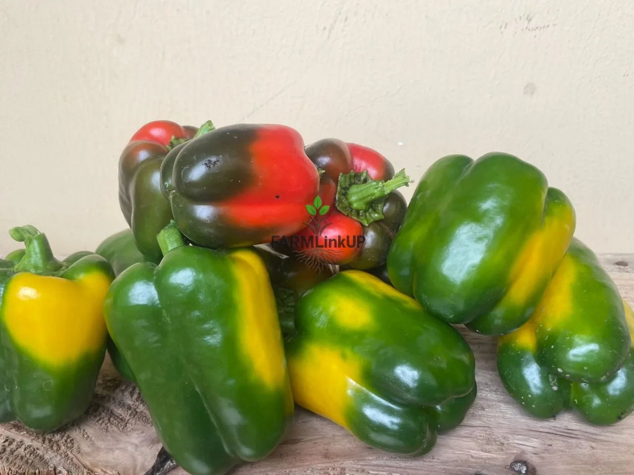Bell Peppers 