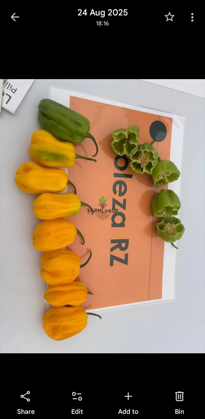 Habaneros, tomatoes and other vegetables