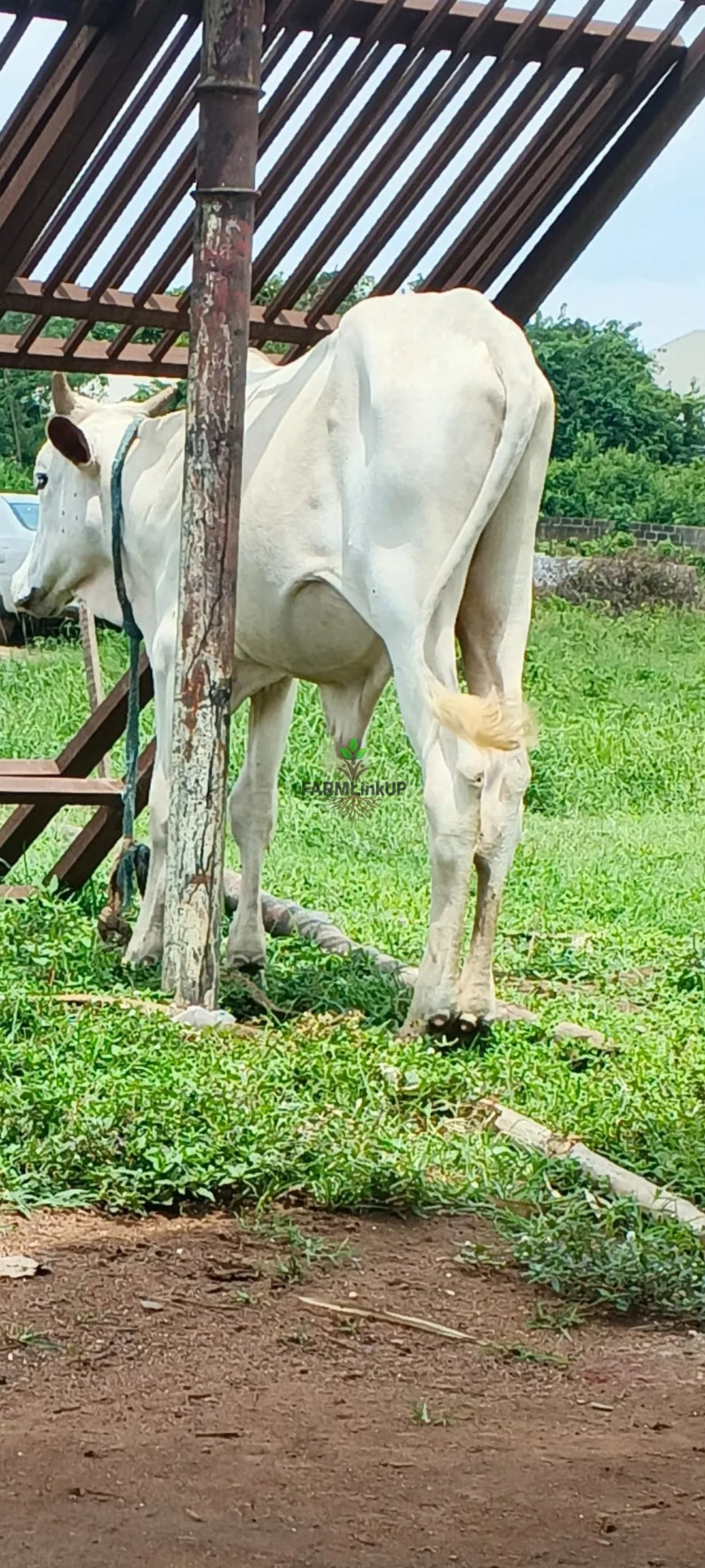 12 month mature cow 