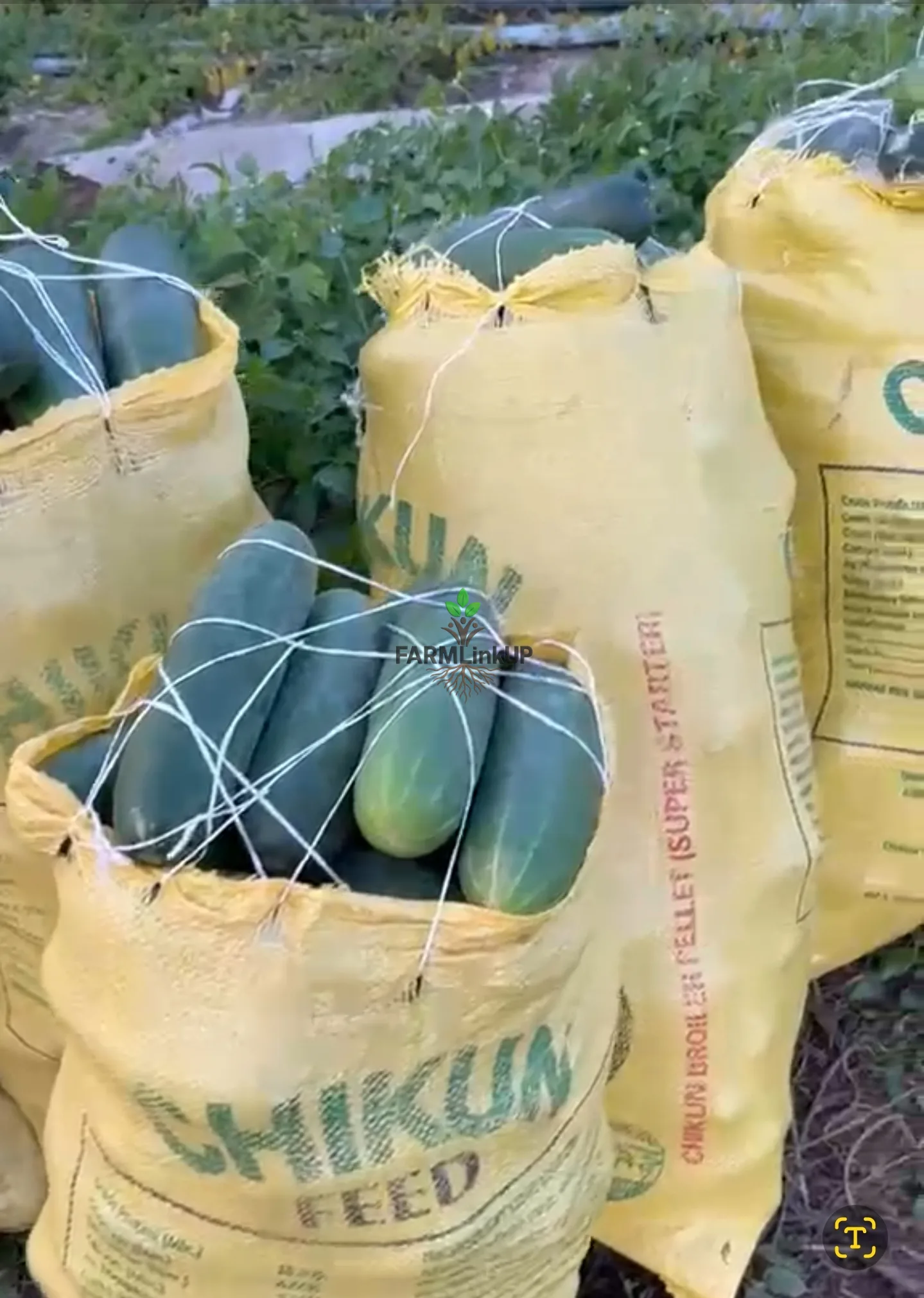 Cucumber 