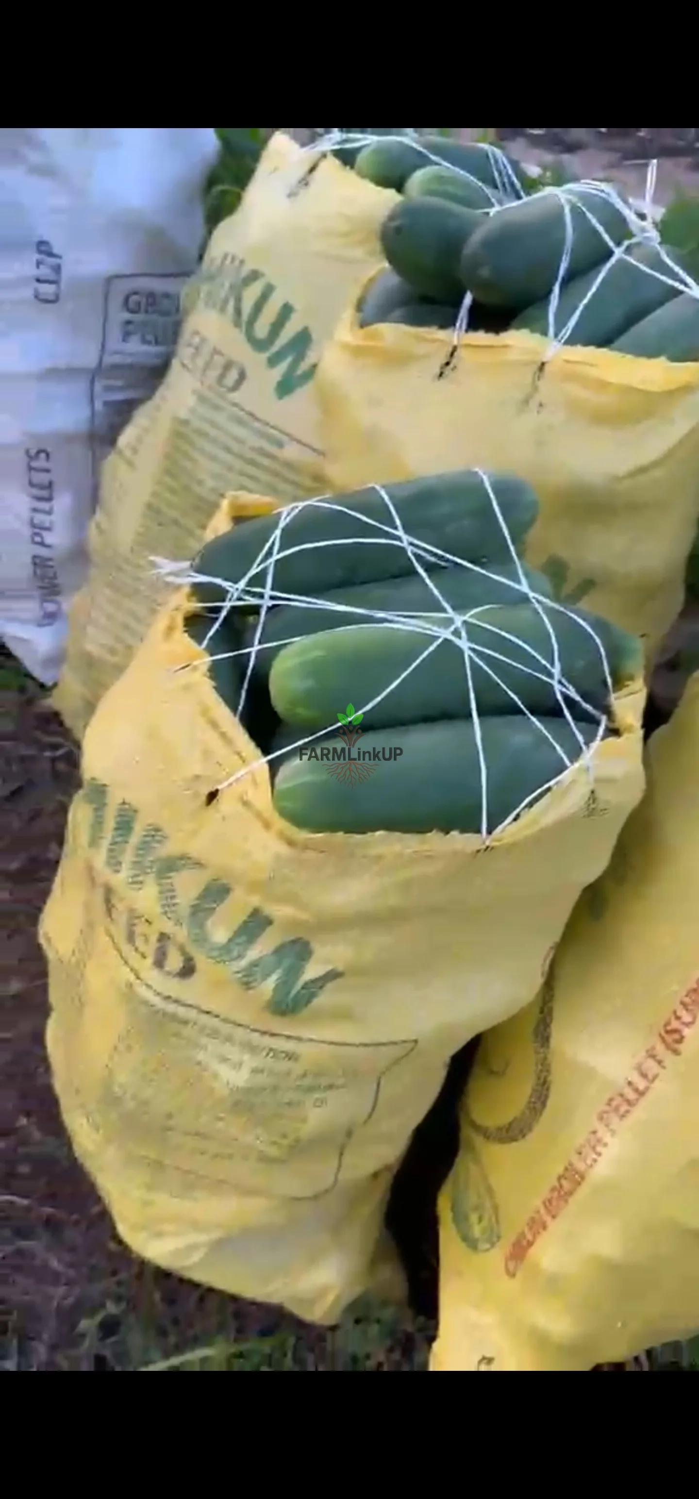 Cucumber 