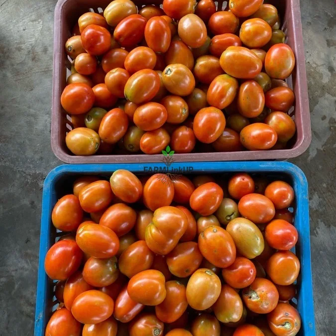 Tomatoes