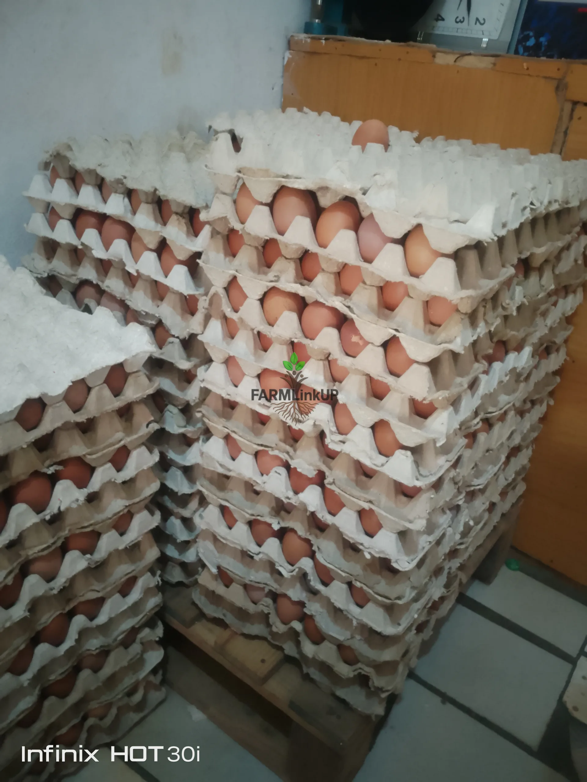 Eggs 