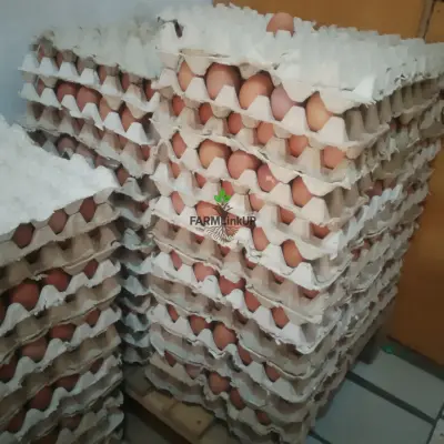 Eggs 