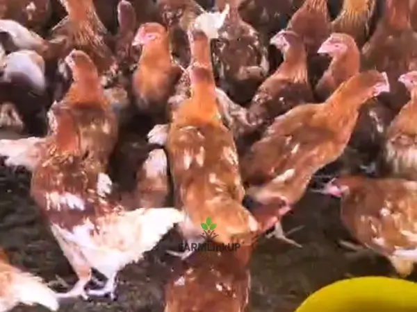 Poultry & Eggs