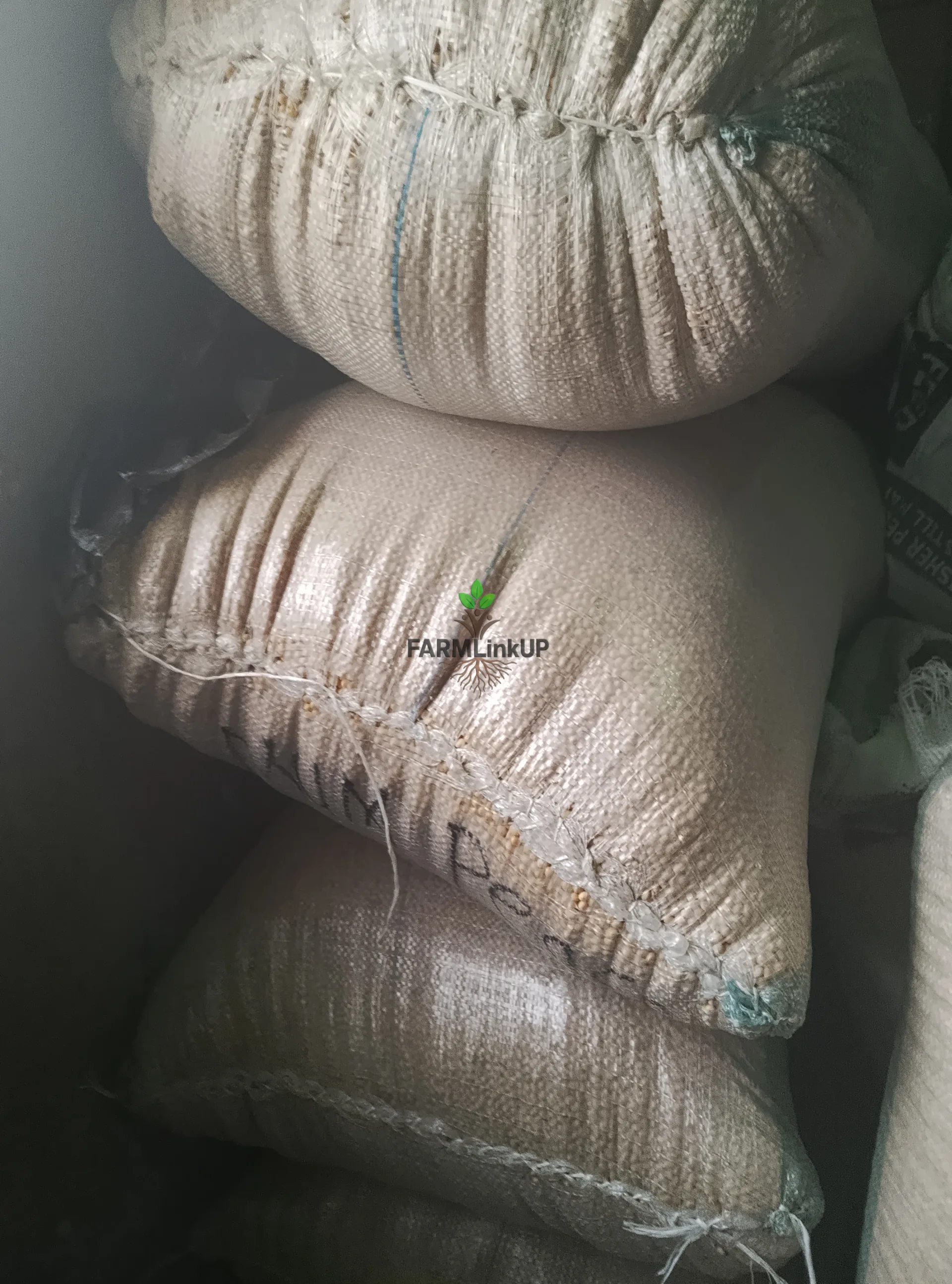 Bags of Soya beans 