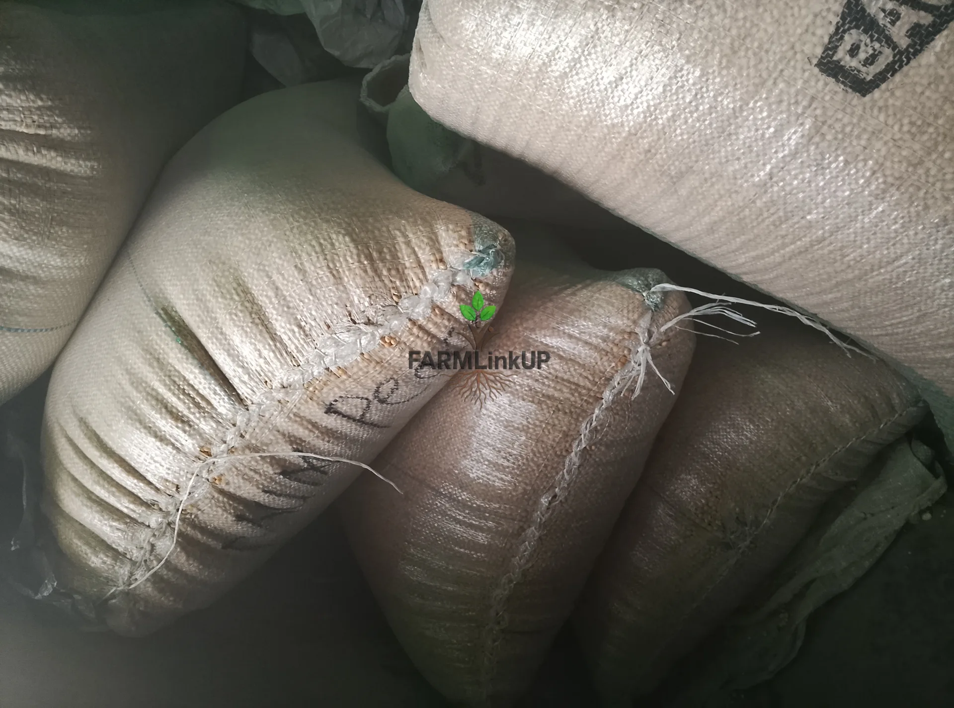 Bags of Soya beans 
