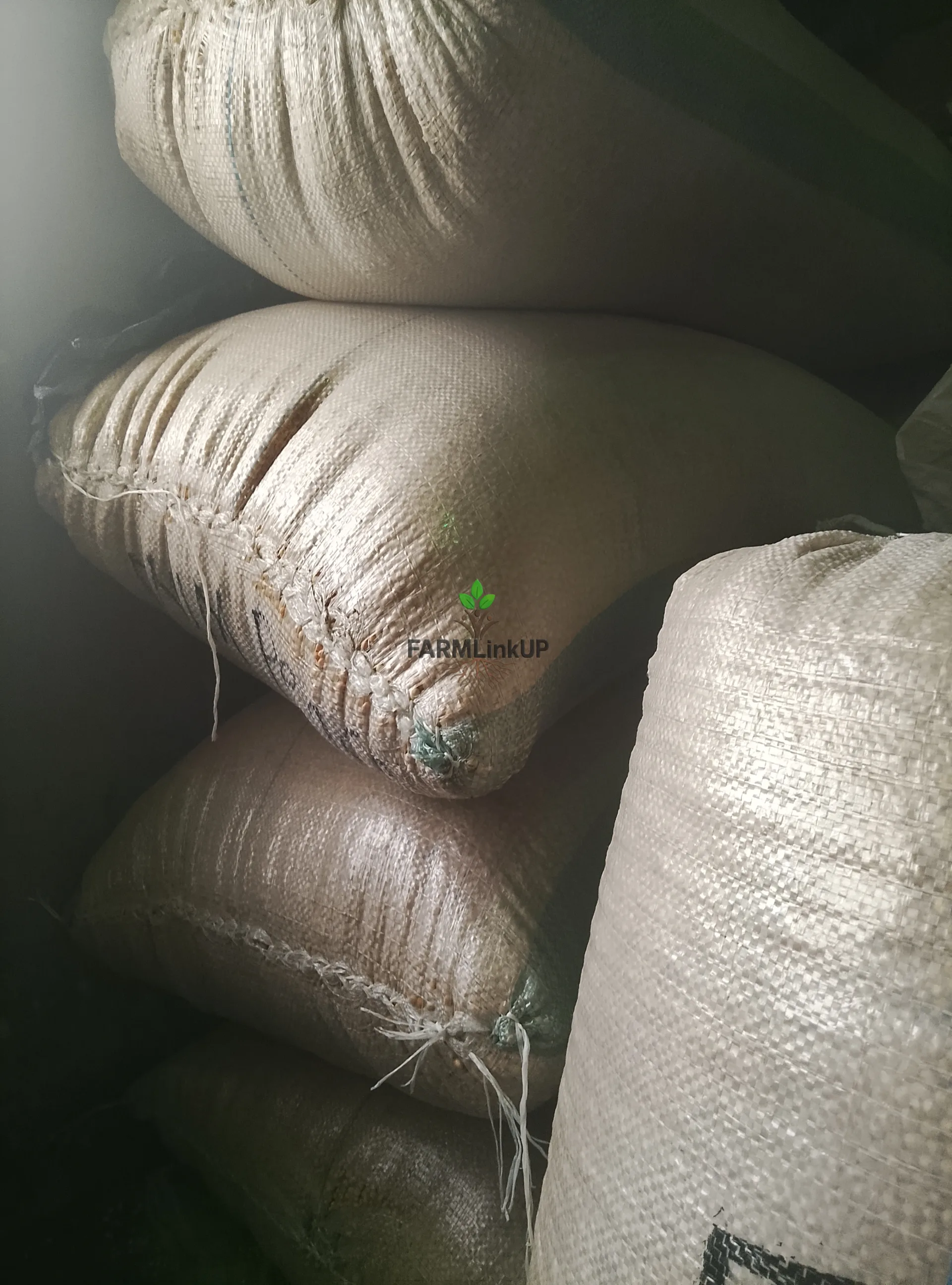 Bags of Soya beans 