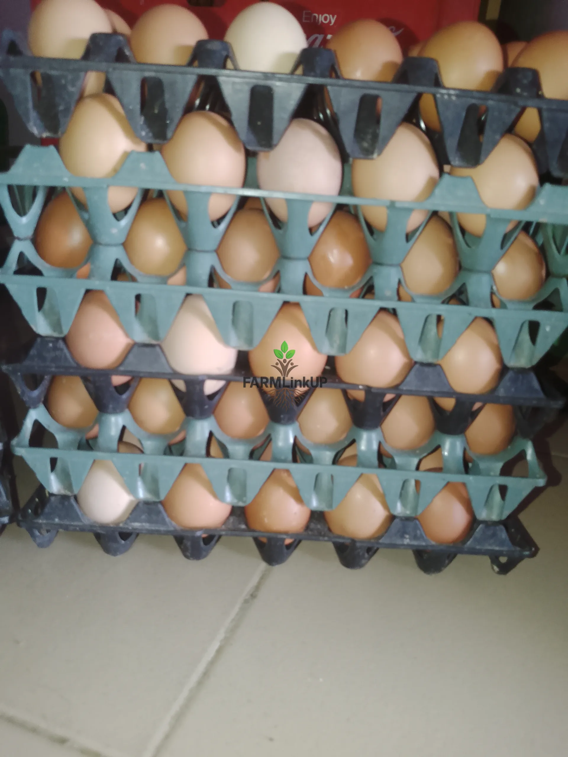 Freshly picked eggs 