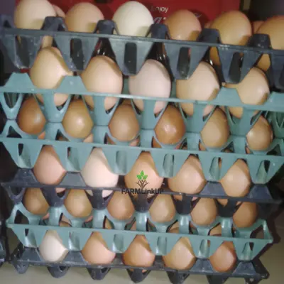 Freshly picked eggs 