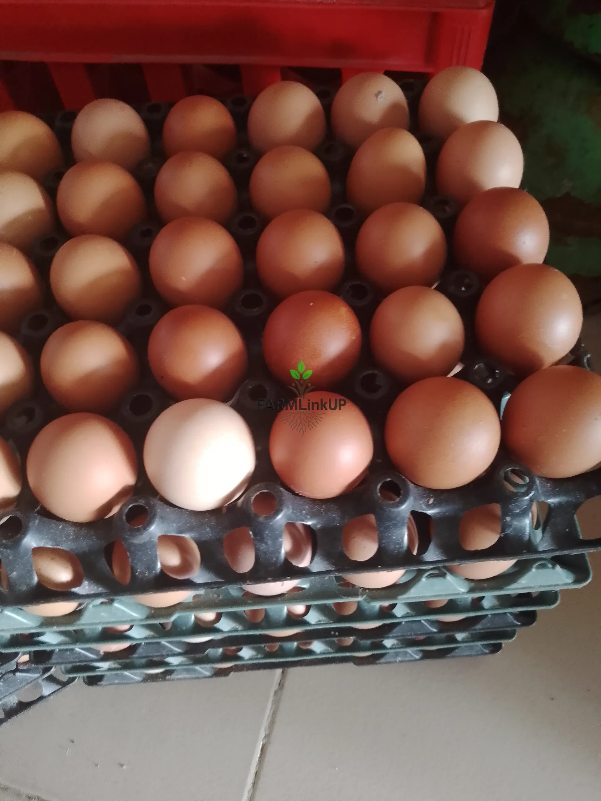 Freshly picked eggs 