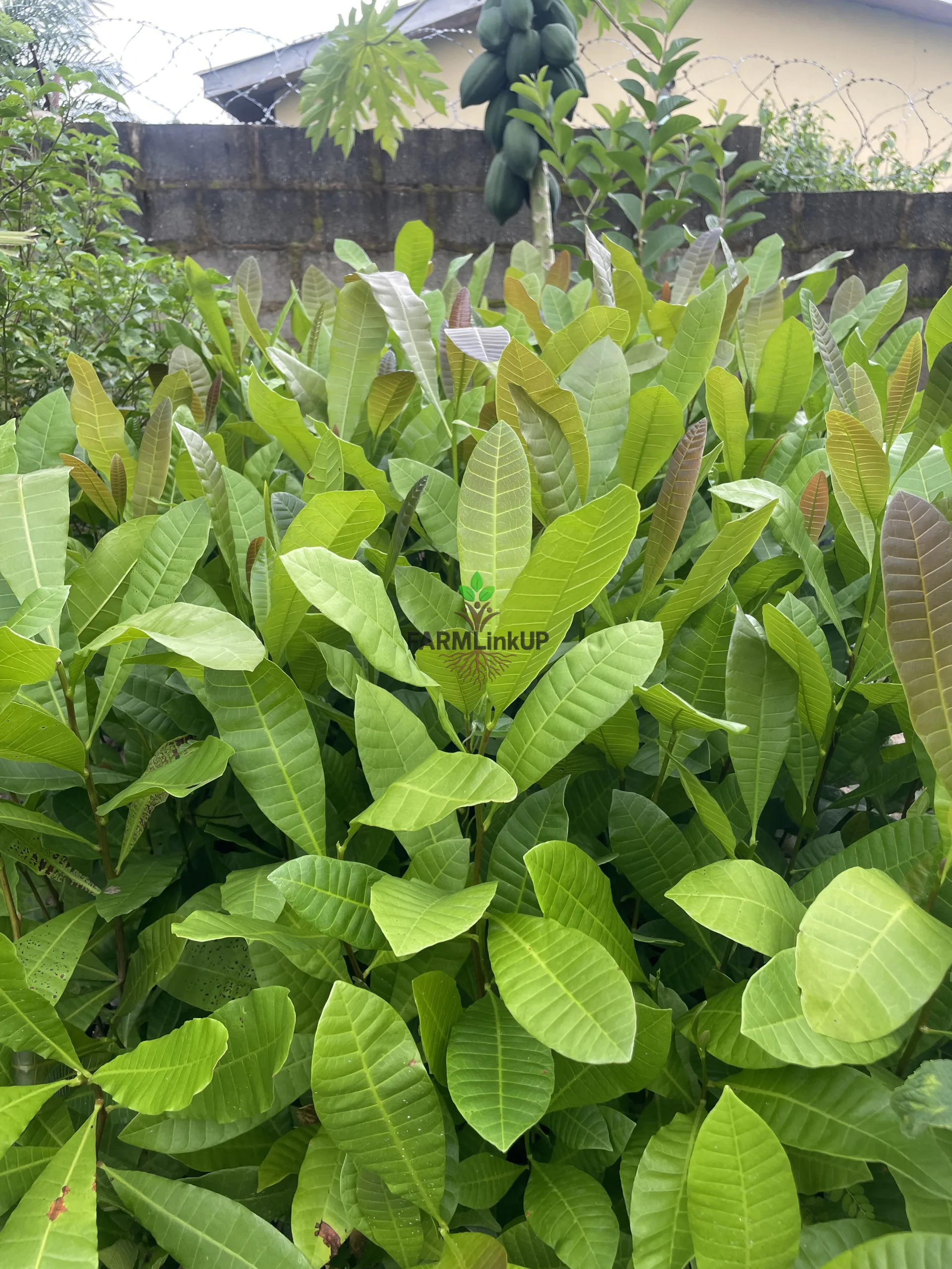 Mature Cashew Seedling 