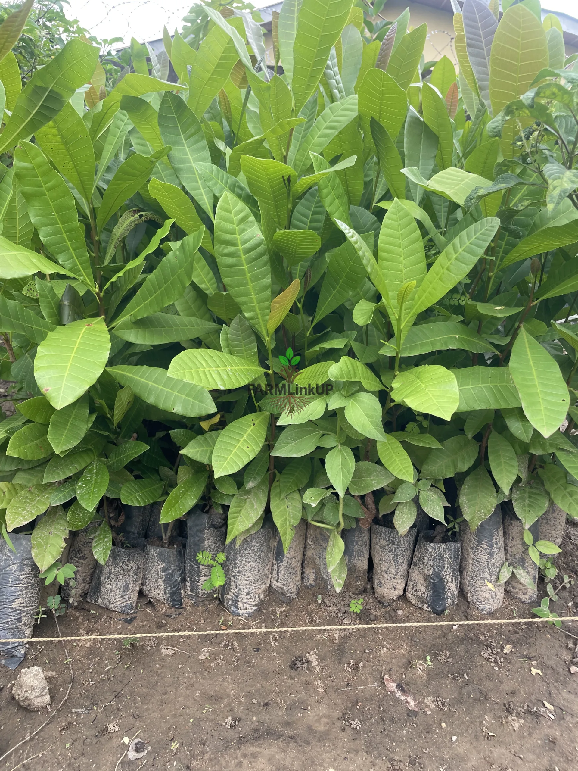 Mature Cashew Seedling 