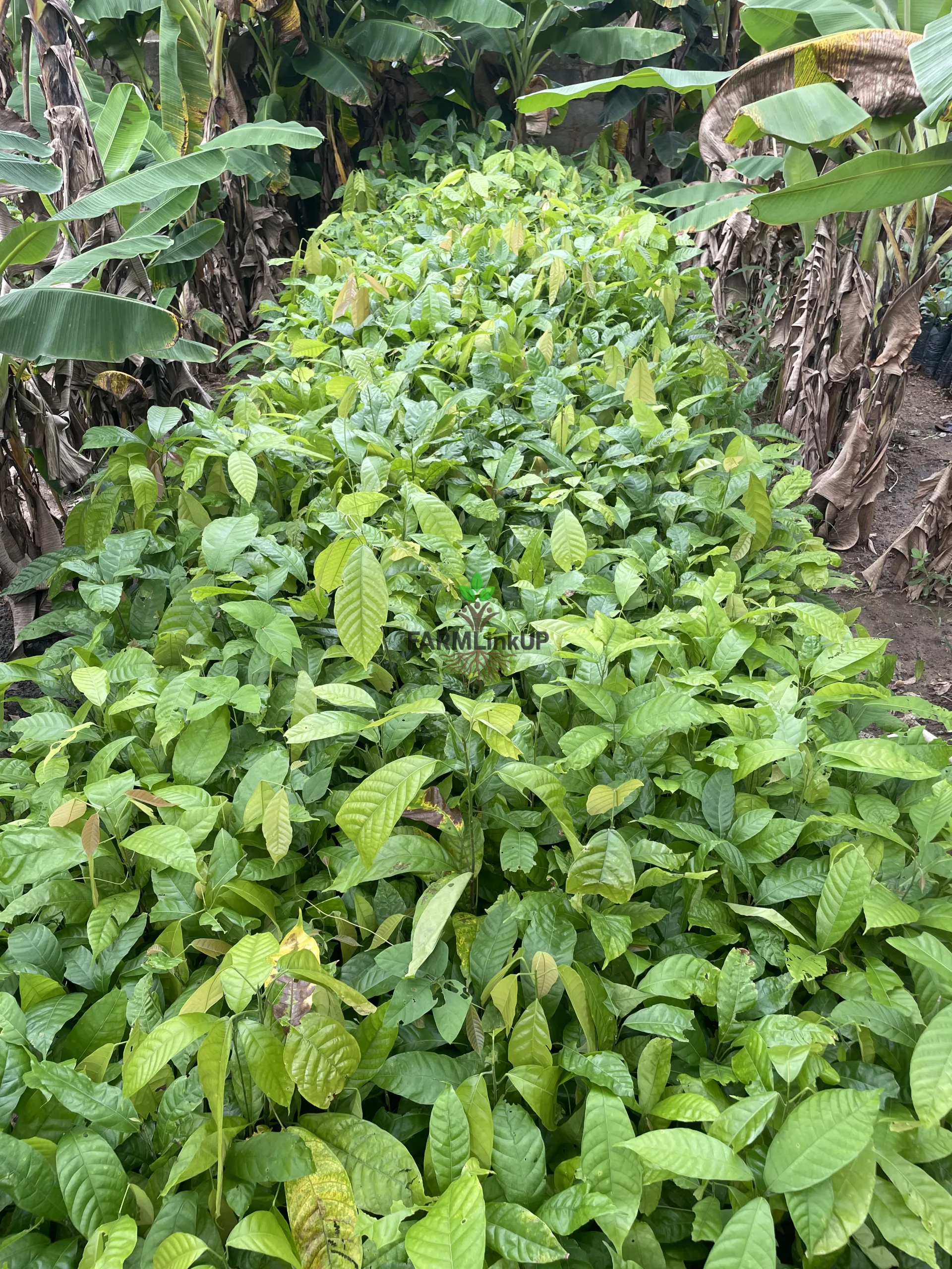Mature Cashew Seedling 